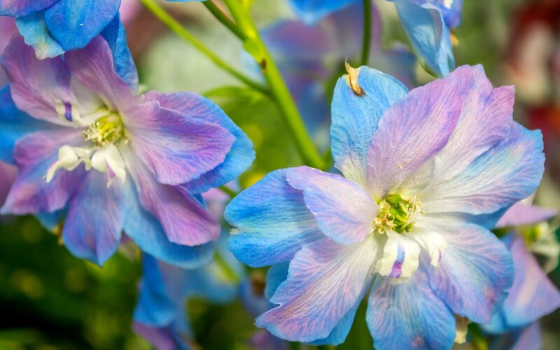 Blue and Purple Delphinium Flowers