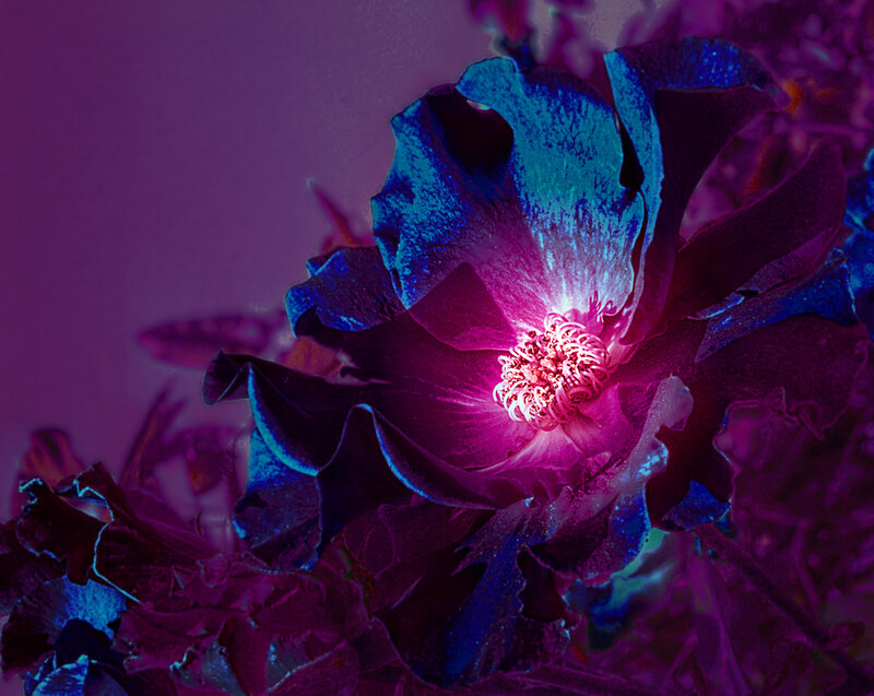 Blue and Purple Flower