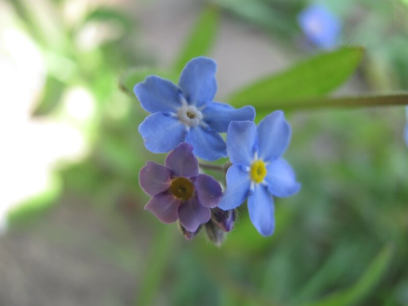 Blue and Purple Flowers — Calm, Spring