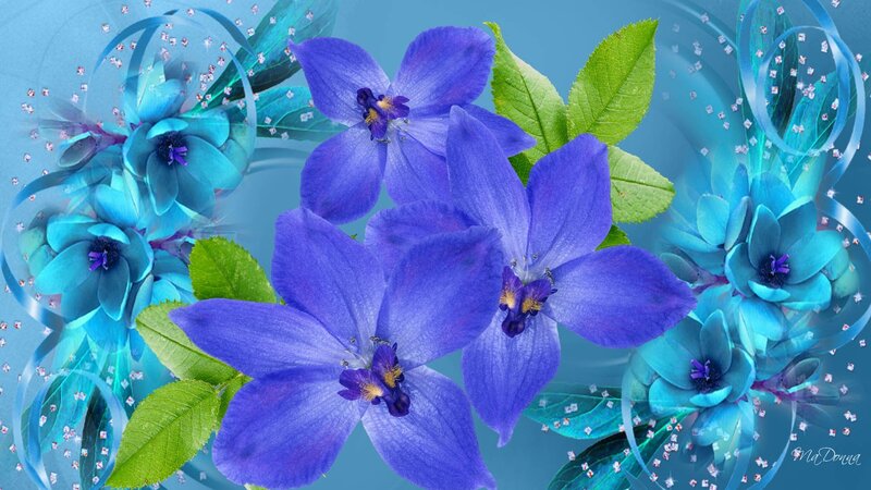 Blue and Purple Flowers — Calm