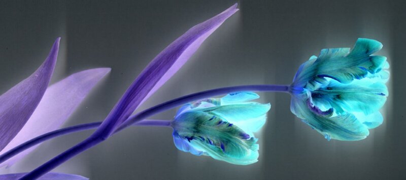 Blue and Purple Flowers — Ethereal