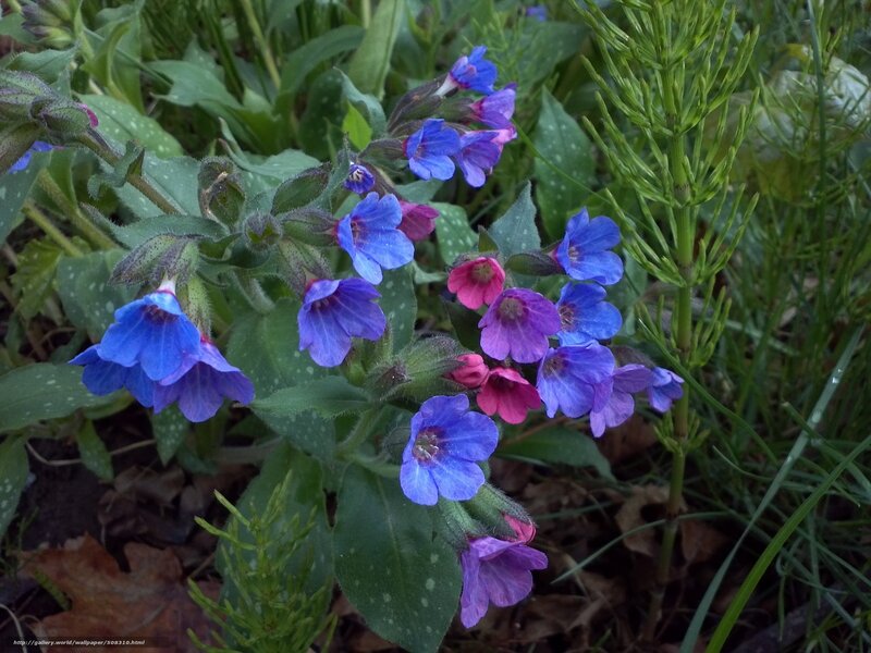 blue and purple flowers in garden