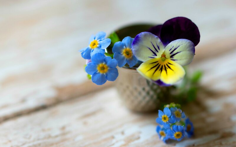 Blue and Purple Flowers — Serene, Photograph