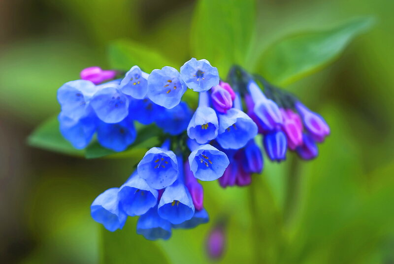 Blue and Purple Flowers — Serene, Spring