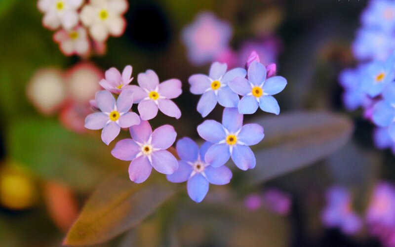 Blue and Purple Flowers — Serene