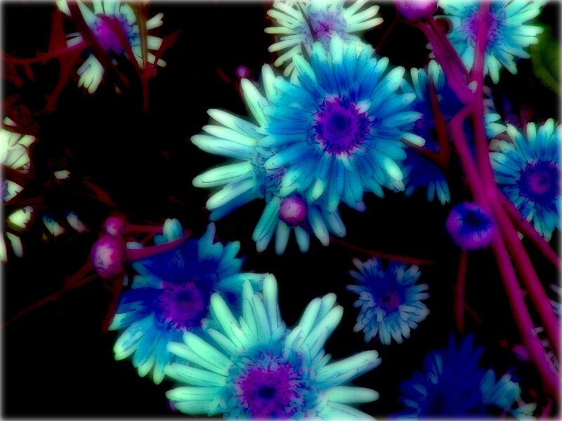 Blue and Purple Flowers — Vibrant