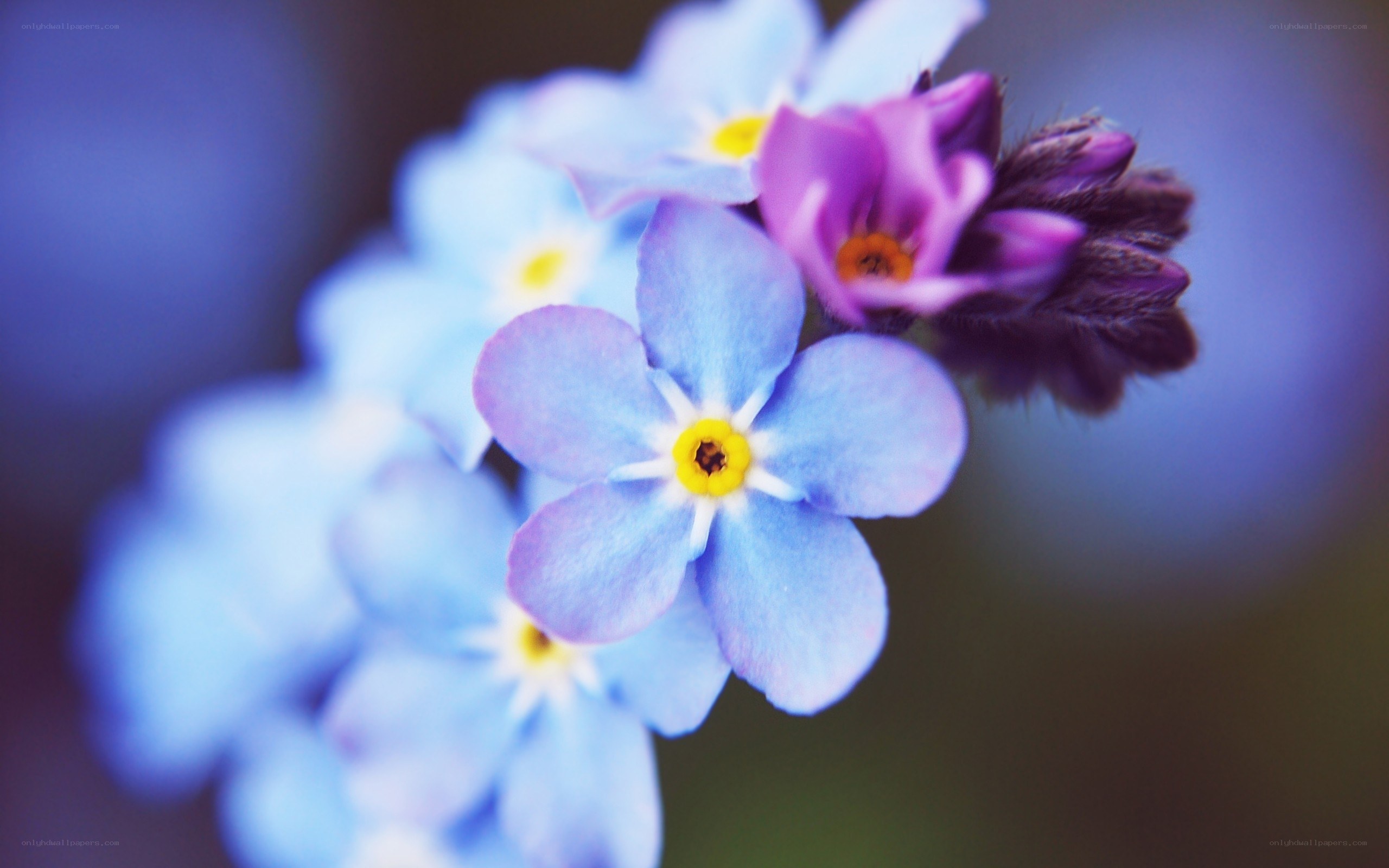 blue and purple flowers