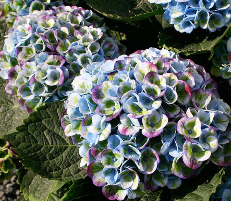 Blue and Purple Hydrangea — Calm