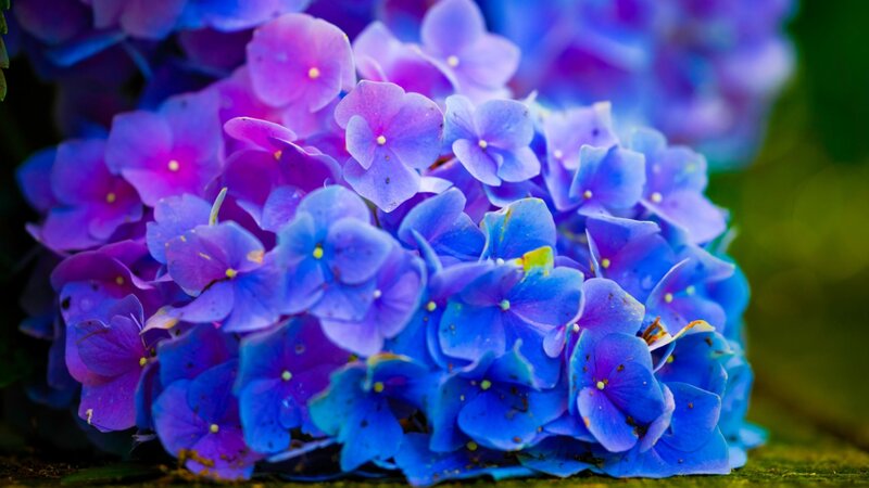 Blue and Purple Hydrangea — Serene