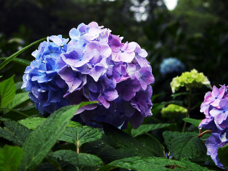 Blue and Purple Hydrangea