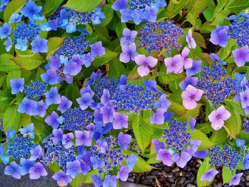 Blue and Purple Hydrangeas — Calm