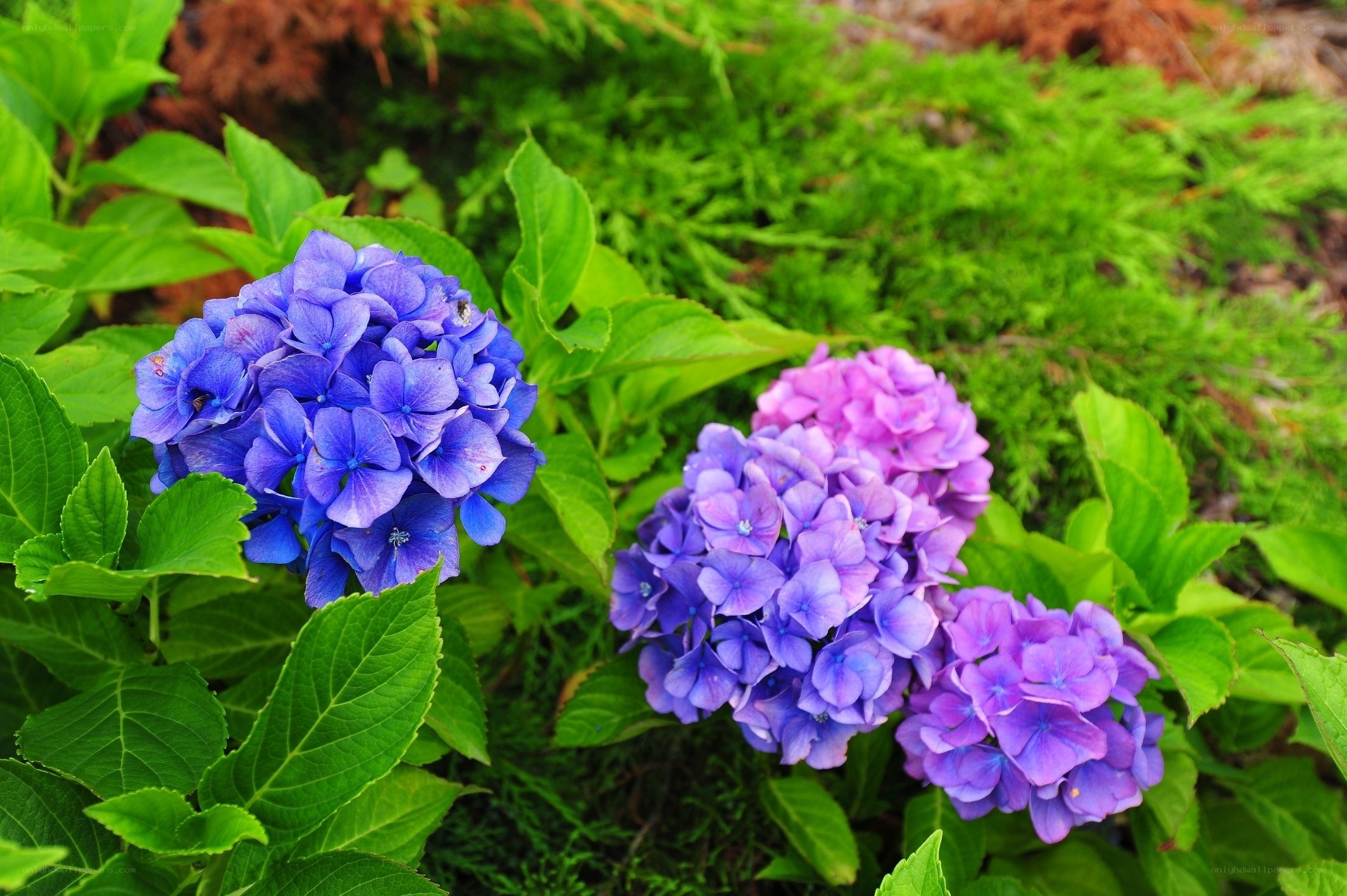 Blue and purple hydrangeas in garden