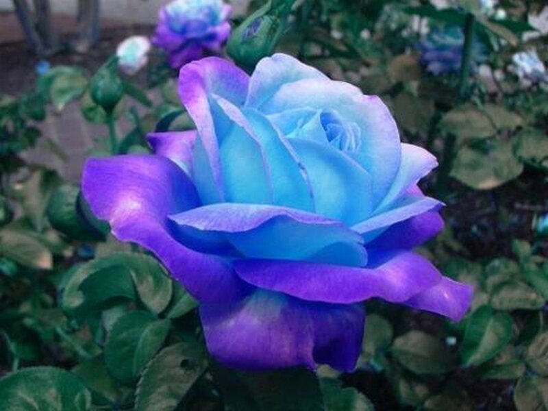 Blue and Purple Rose — Calm, Photograph