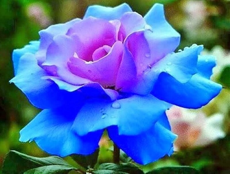 Blue and Purple Rose — Calm