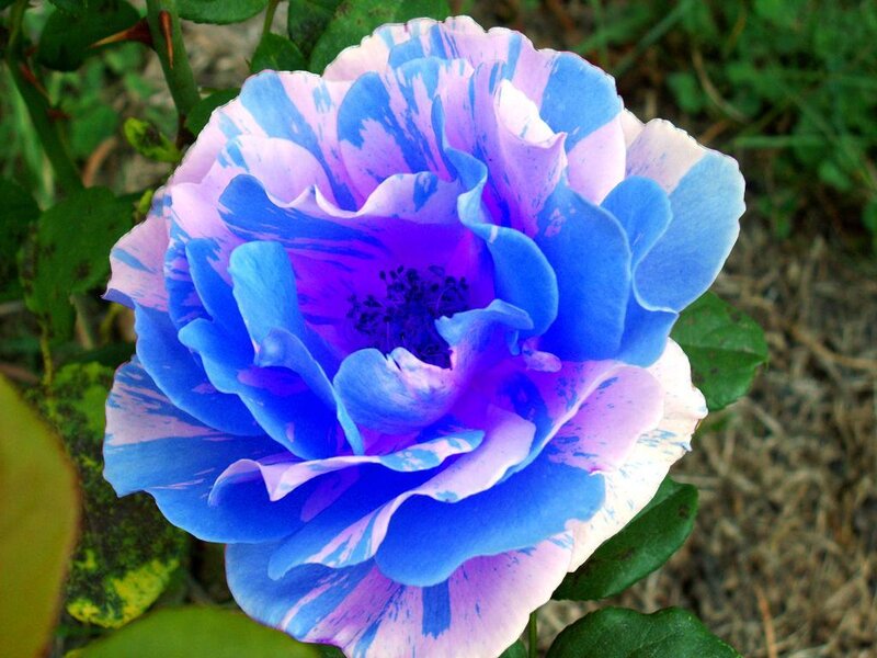 blue and purple rose flower