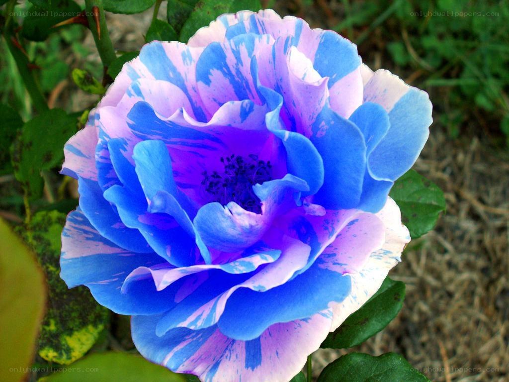 blue and purple rose flower