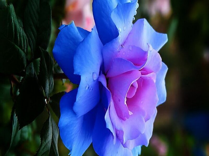Blue and Purple Rose — Serene, Photograph