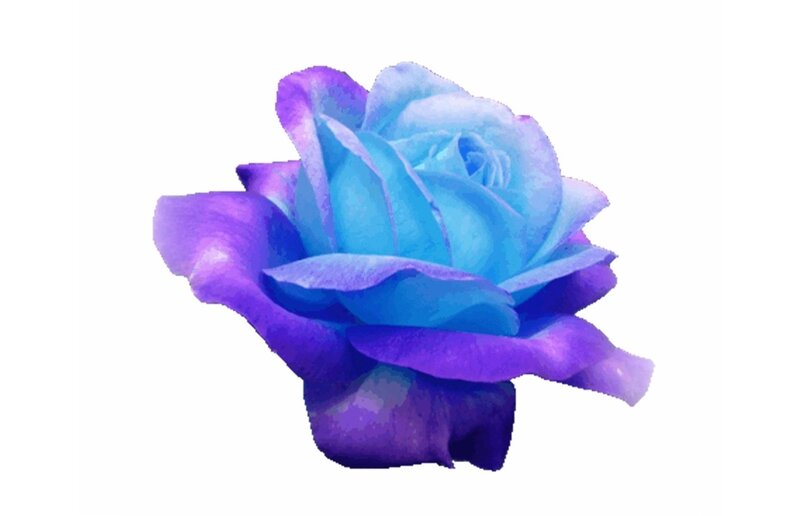 Blue and Purple Rose — Serene