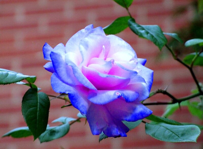 Blue and Purple Rose