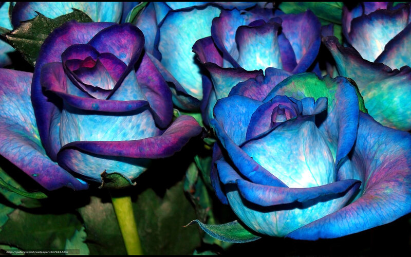 Blue and purple roses