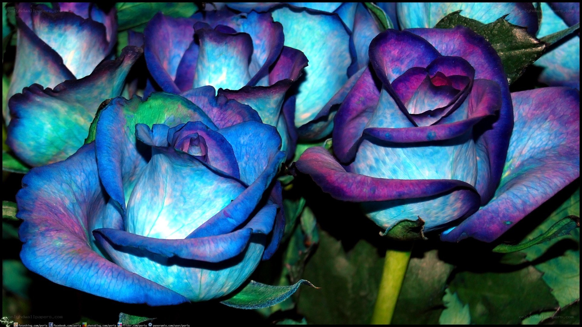 blue and purple roses