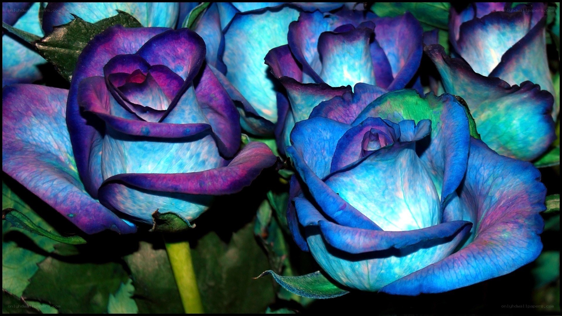 blue and purple roses