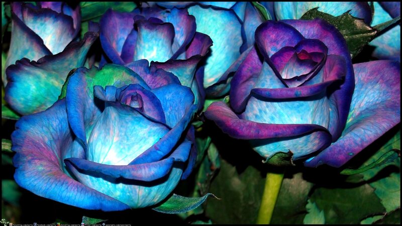 Blue and Purple Roses — Dramatic, Photograph, Flowers, Leaves, Green