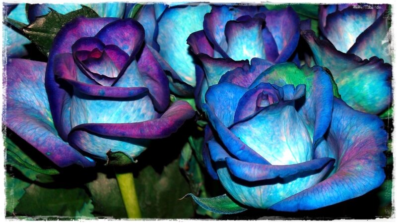 Blue and Purple Roses — Dramatic, Photograph, Flowers