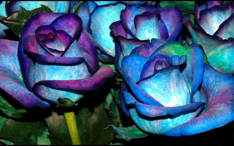 Blue and Purple Roses — Dramatic, Photograph, Green Leaves