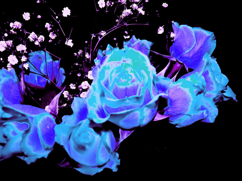 Blue and Purple Roses — Dramatic