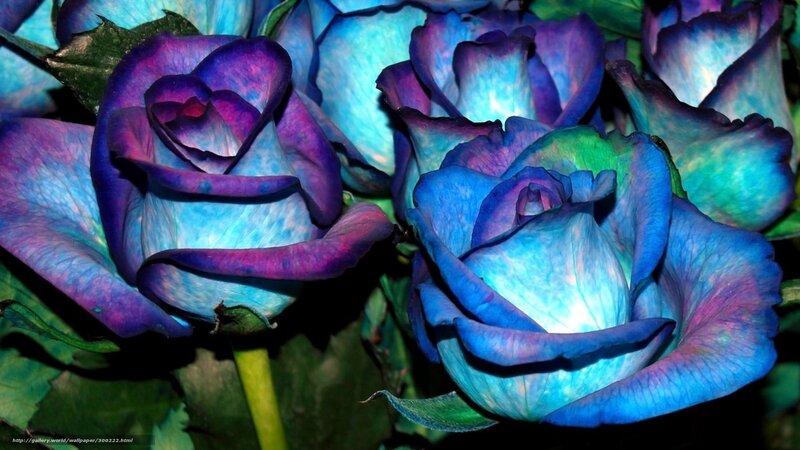 Blue and purple roses