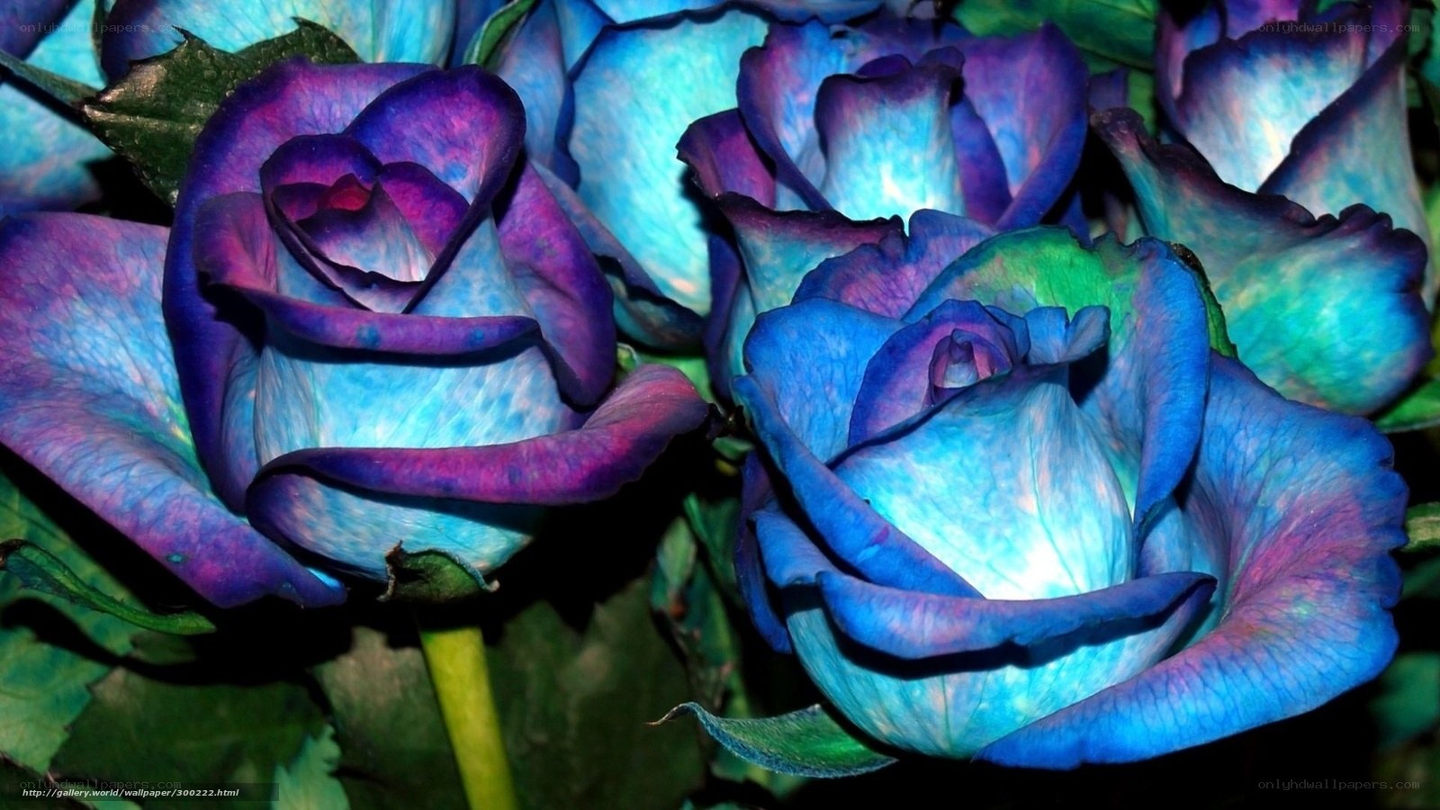 Blue and purple roses