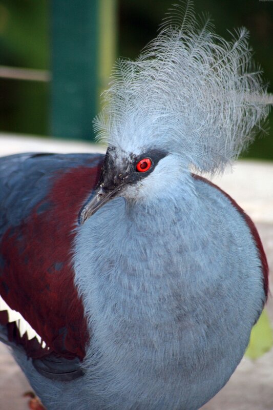 Blue and Red Bird — Gray