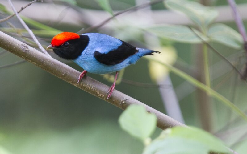 Blue-and-red Bird