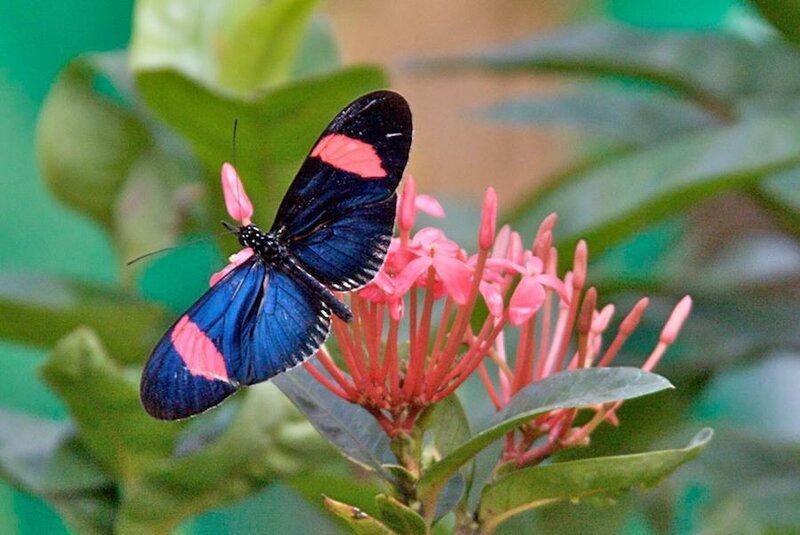 Blue and Red Butterfly — Calm