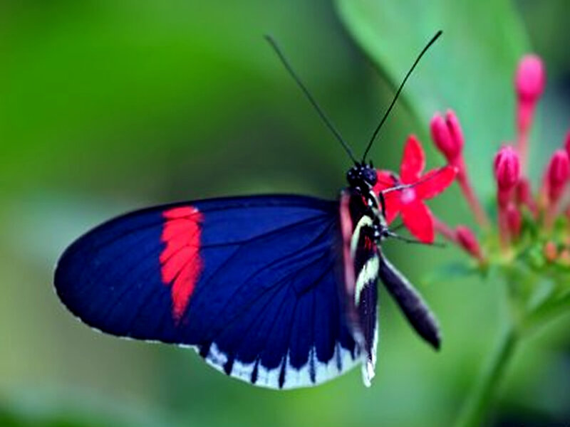 Blue and Red Butterfly — Natural, Photograph