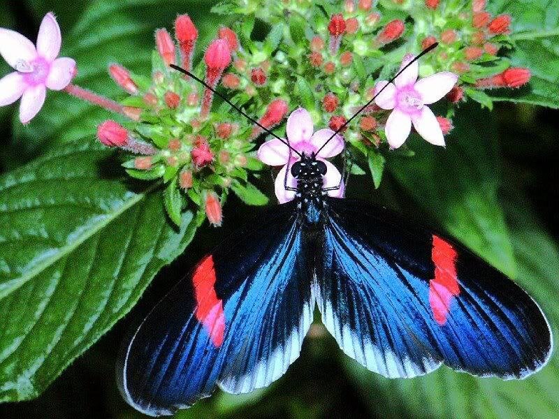 Blue and Red Butterfly — Natural