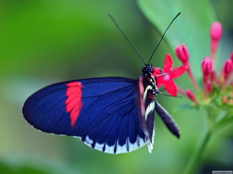blue and red butterfly on flower