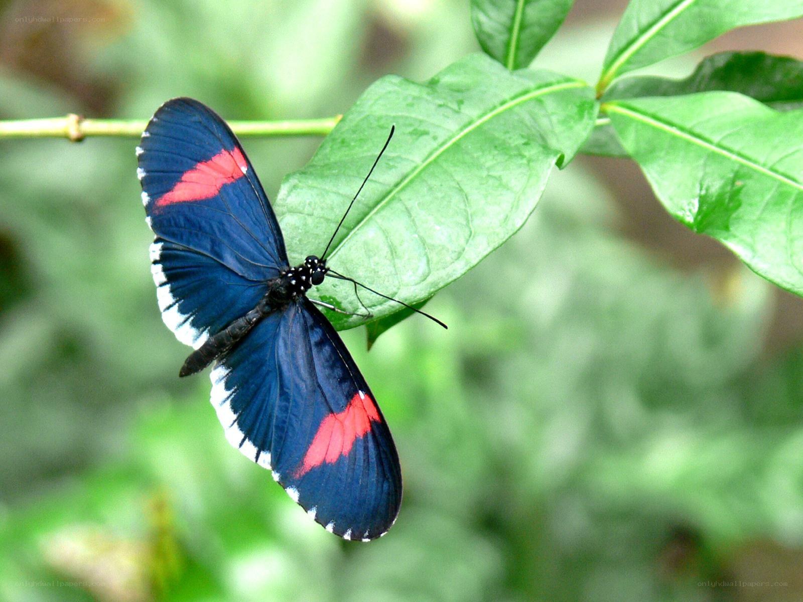 Blue and red butterfly on leaf