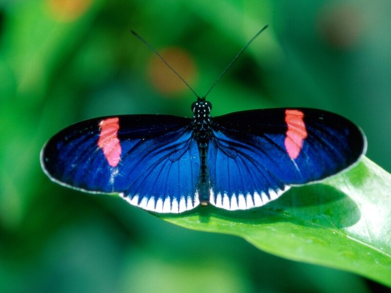 blue and red butterfly on leaf