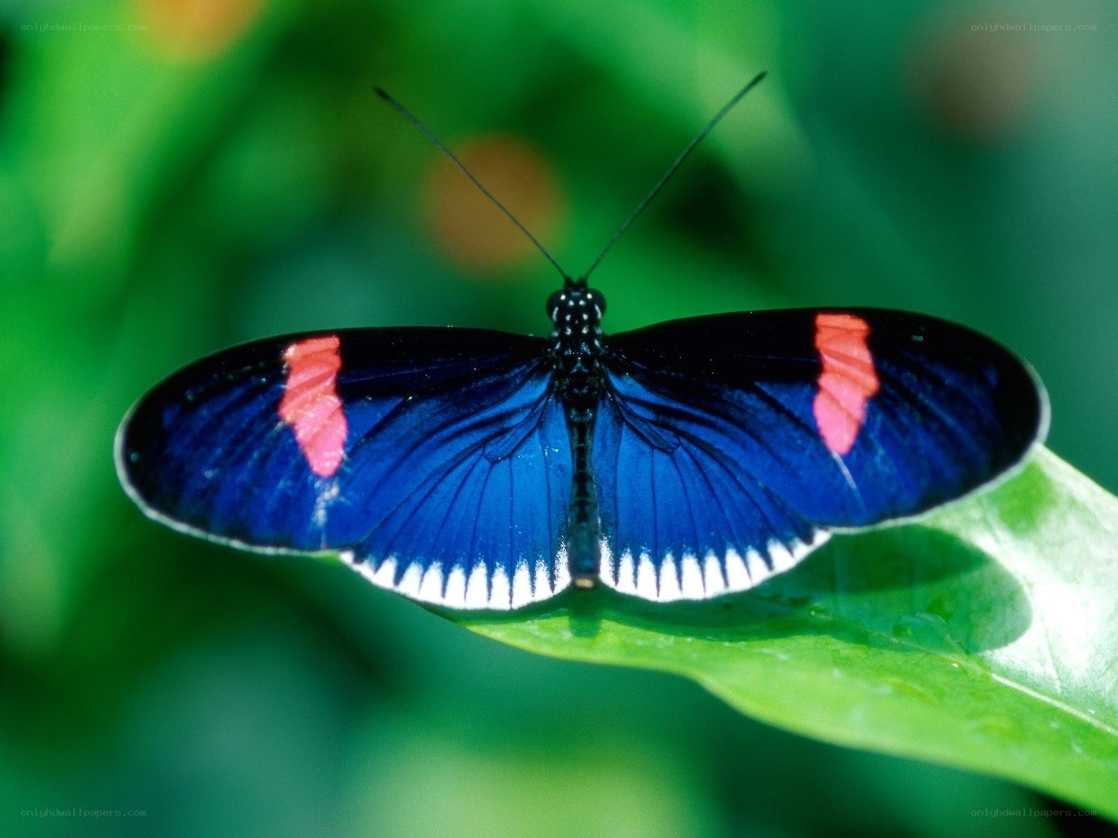 blue and red butterfly on leaf