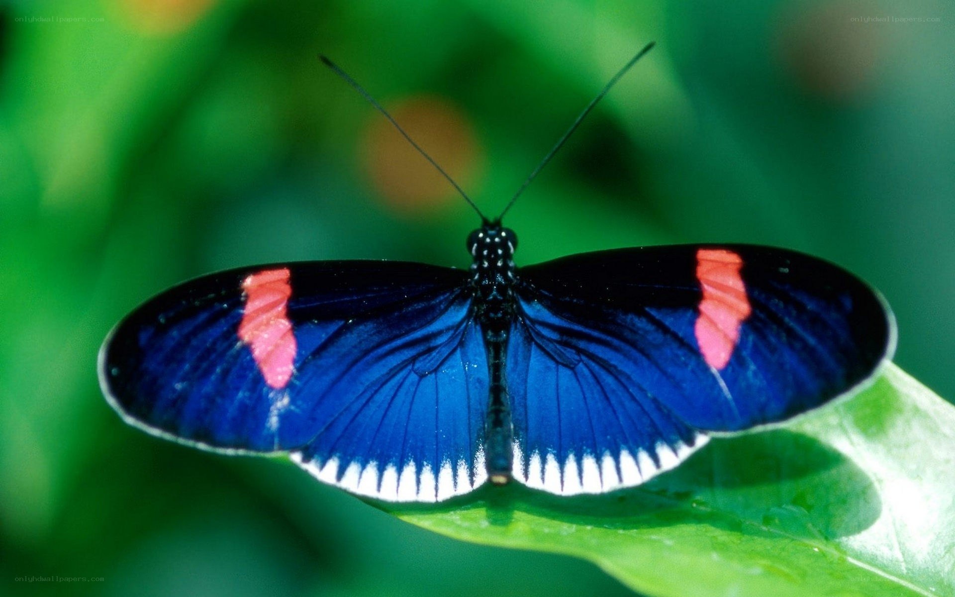 blue and red butterfly on leaf