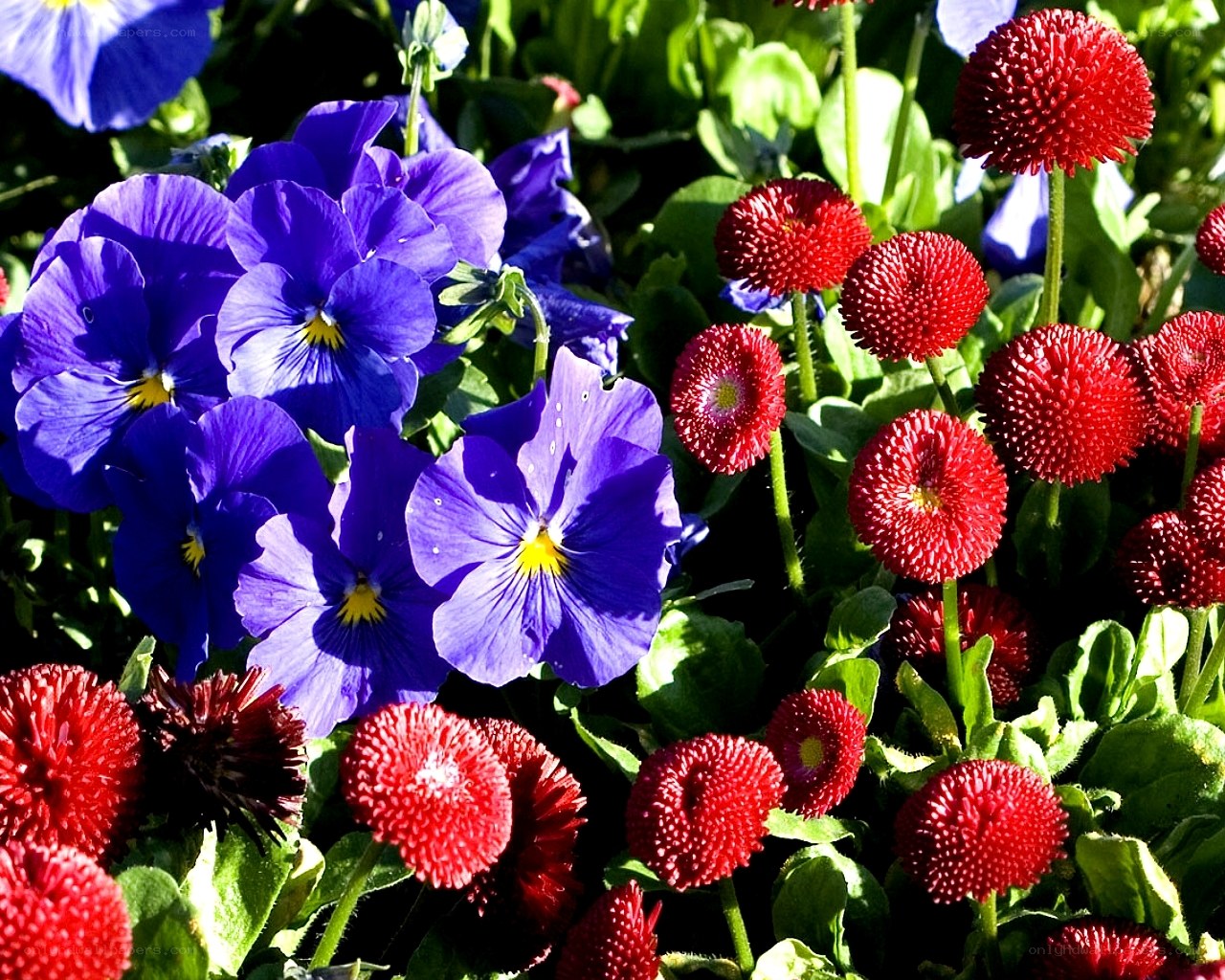 Blue and red flowers in garden
