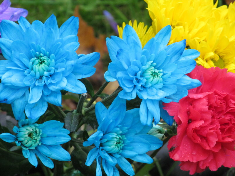 Blue and Red Flowers