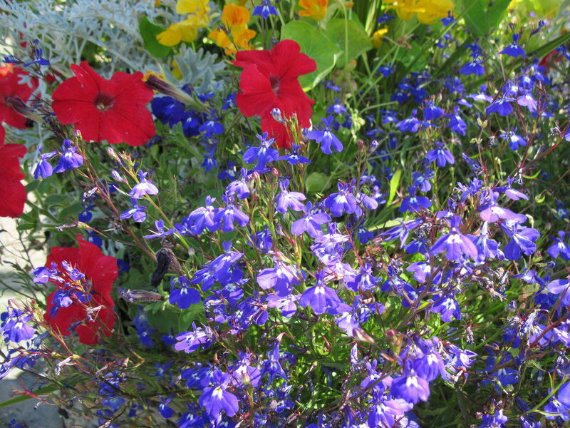 Blue and Red Flowers — Vibrant