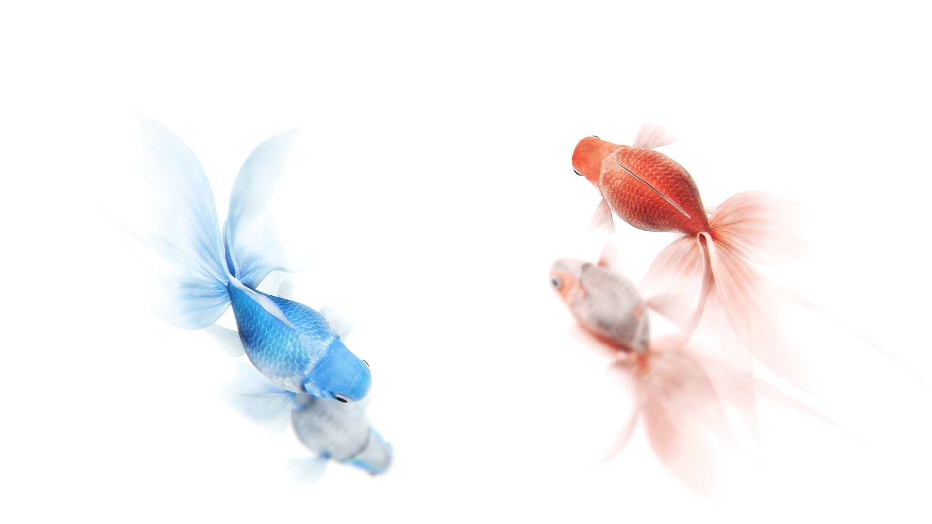 Blue and red goldfish swimming