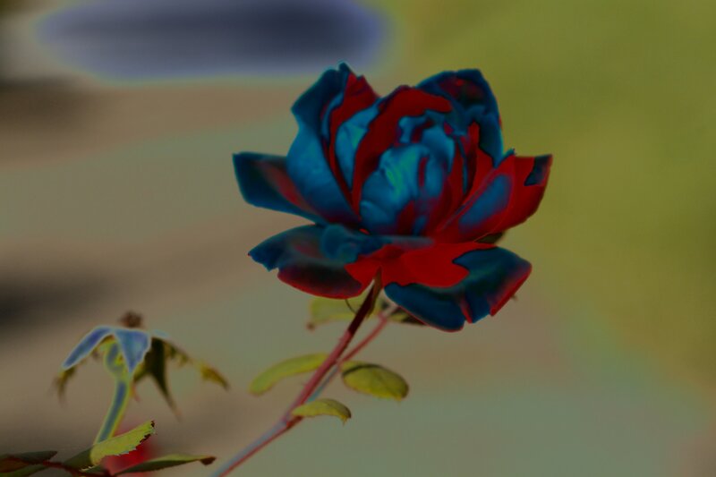 Blue and Red Rose