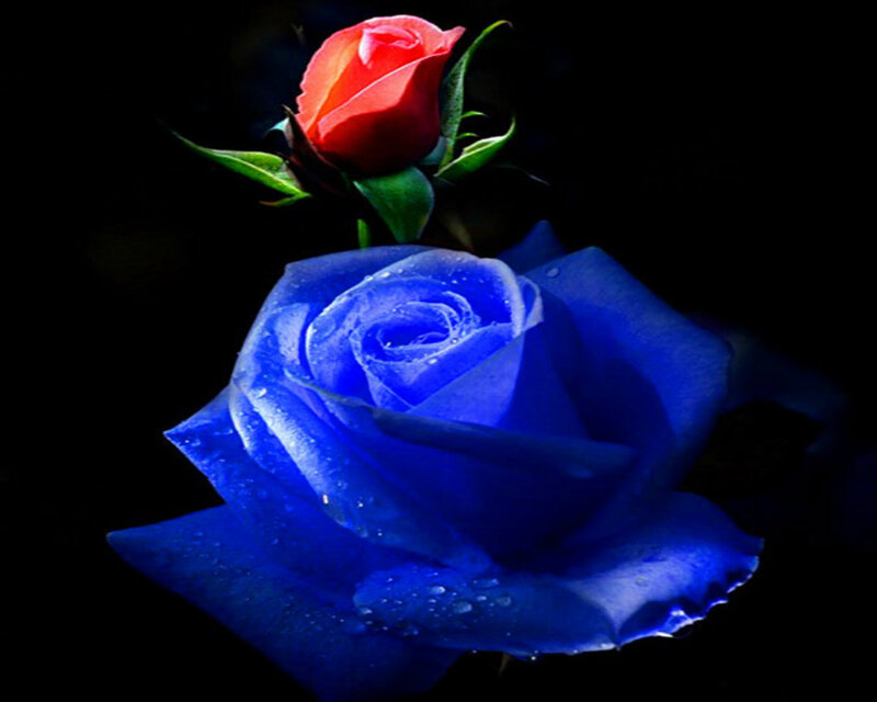 Blue and Red Roses — Dramatic