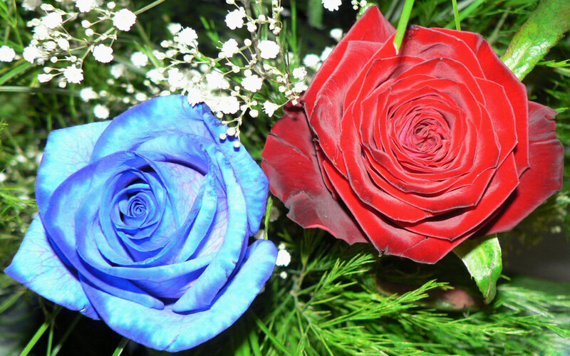 Blue and Red Roses