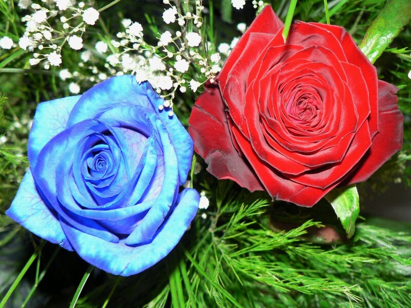 Blue and red roses with baby's breath